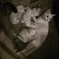 Free cats and kittens