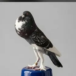 Pigeons