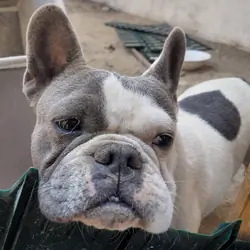 2 Frenchies