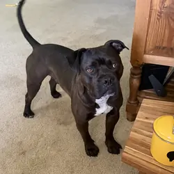 Dog- Pitt Mix