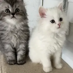 Half Persian half Himalayan kittens
