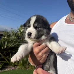 Siberian Husky x Samoyed mix (Samusky)