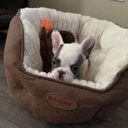 Frenchie girl