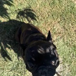 Frenchie