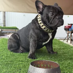 Male French bulldog