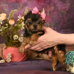 I'm Amaretto! I'm a 10-week-old female Yorkie pup
