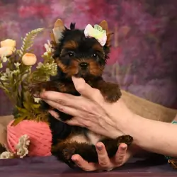 I'm Buddy! I'm a 10-week-old male yorkie puppy