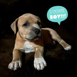 Puppies