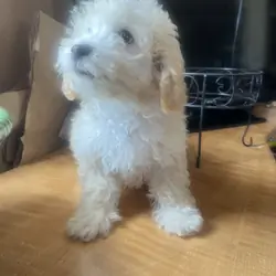Poodle toy puppy male (Adorable)