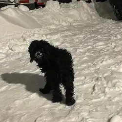 Labradoodle