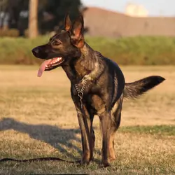 Imported Working Line German Shepherd
