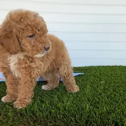 poodles