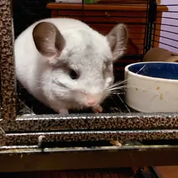Young Chinchilla