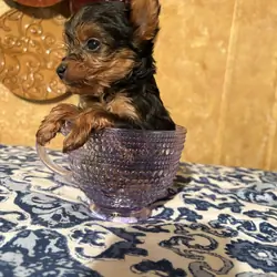 Yorkie puppies