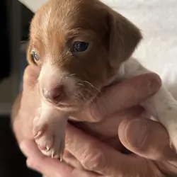 Colorado Mini Dachshund Puppies