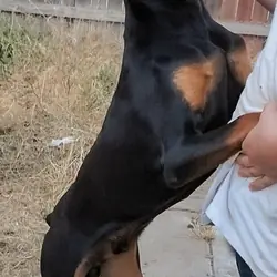 PRINCE 10 month old pure breed Doberman.