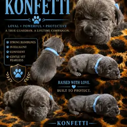 Cane Corso Puppies
