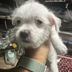 White Female Maltese/Shih Tzu (Born 1/2/2026)