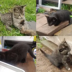 Fuzzballs