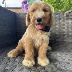 Available For Adoption