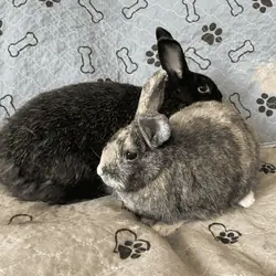 Koko & Bebop (Bonded Pair) Need a Home