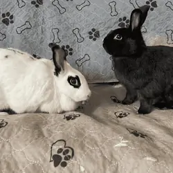 Spooky & Snuffkin (Bonded Pair) Need a Home