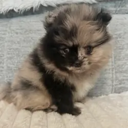 Pomeranian pups