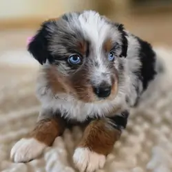 Australian Shepherd puppies
