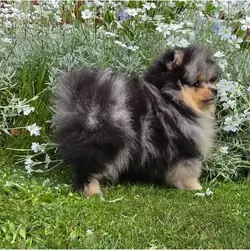 Adorable Pomeranian pups