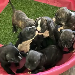 Ridgedale Bull Terrier pups