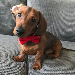 Charming Dachshund puppies available for new homes