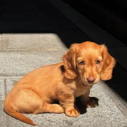 Awe Dachshund puppies available for new homes