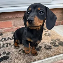 Nice Charming Dachshund puppies available for new