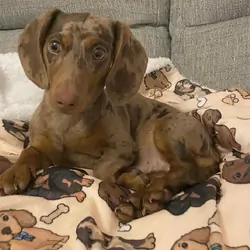 Awesome Nice Charming Dachshund puppies available