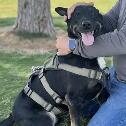 Black Lab Shepherd Mix for new home