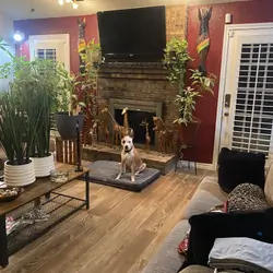 5 year old female American Bulldog