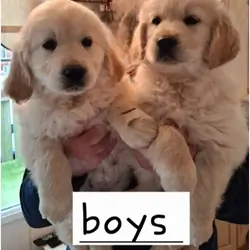 Beautiful Golden Retriever Puppies – 2 Boys & 2 Gi