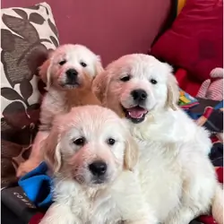 Beautiful Golden Retriever Puppies – 1Boys & 2 Gi