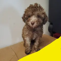 Poodle