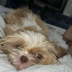Shitzu puppy