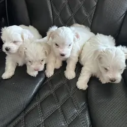 Maltipoo Puppies All White Males