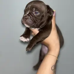 Exotic Bully