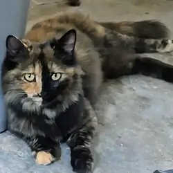 Please Save Her From The Shelter