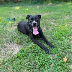 6 year old lab mix