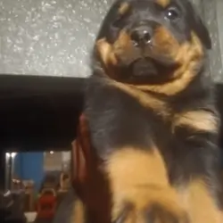 Huge German Rottweiler Puppies