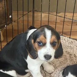 Beagle
