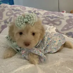Maltipoos puppies