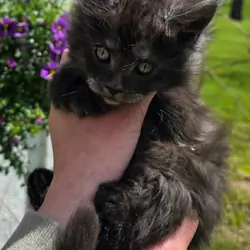 European Maine Coon kitten