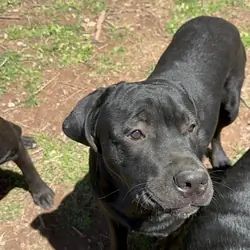 Rottie- Cane Corso Puppies
