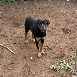 Cane Corso- Rottweiler Puppies